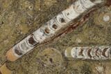 Fossil Orthoceras & Goniatite Round Plate - Stoneware #140055-1